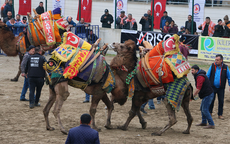 140 pehlivan deve Denizli’de mücadele edecek