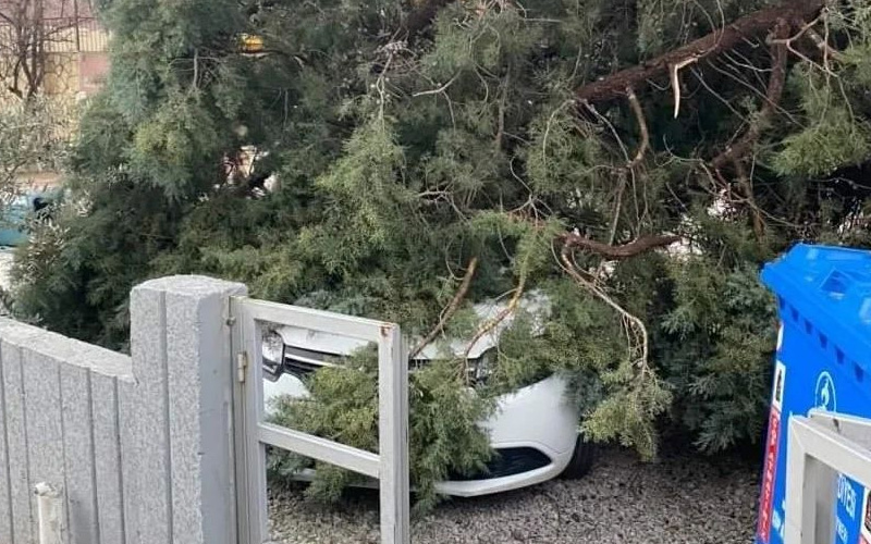 Otomobil devrilen ağacın altında kaldı