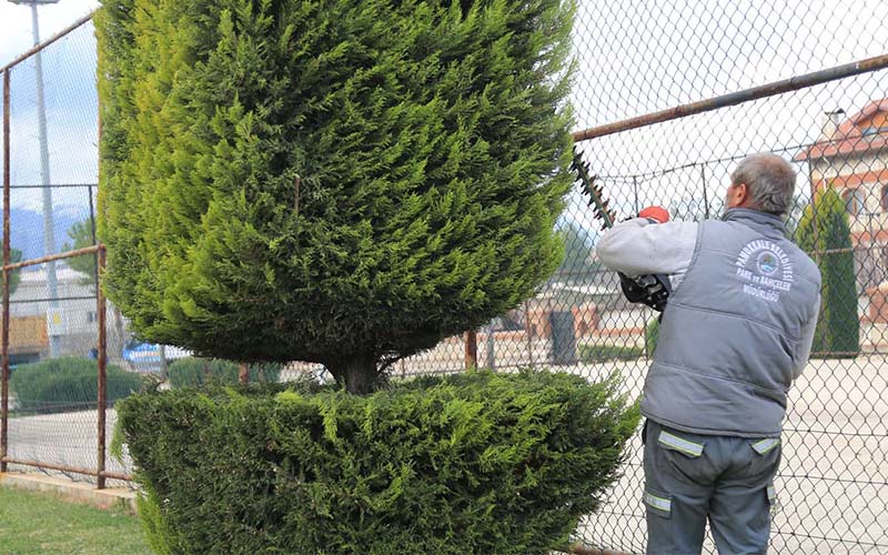 Pamukkale’nin 40 mahallesinde ağaç budama çalışmaları tamamlandı