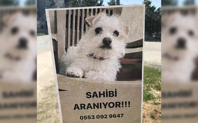 Bulduğu köpeğin sahibini arıyor