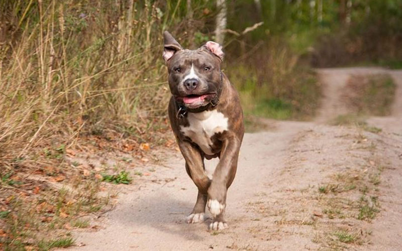 Yasaklı ırk köpek besleyen kişiye para cezası