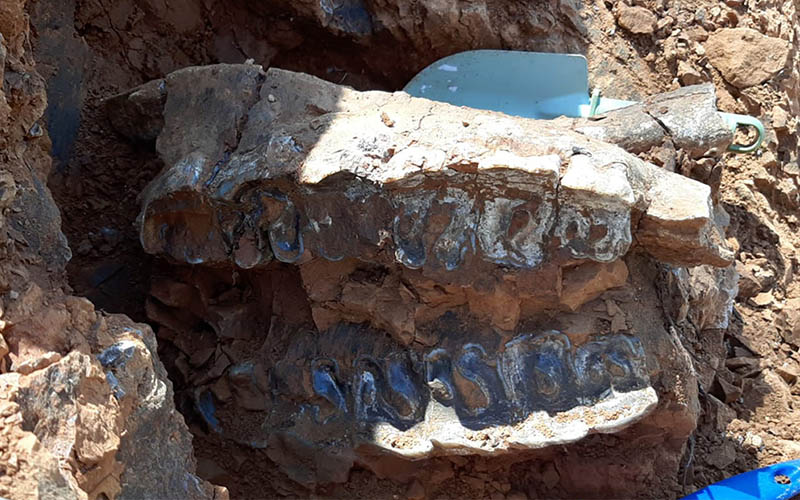 Denizli’de 8 milyon yıllık hayvan fosilleri bulundu
