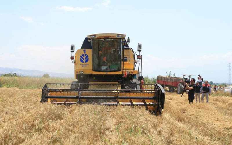 Pamukkale Belediyesi, ilk buğday hasadını yaptı