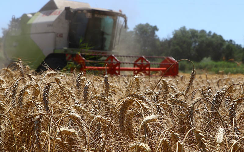 Buğday ve arpa üreticilerine primi desteği ödenecek