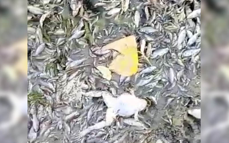 Büyük Menderes’te susuzluktan balıklar öldü