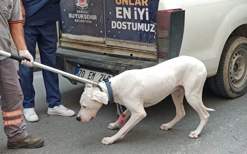 Alkollü sürücü “dur” ihtarına uymadı, köpeği polisi ısırdı