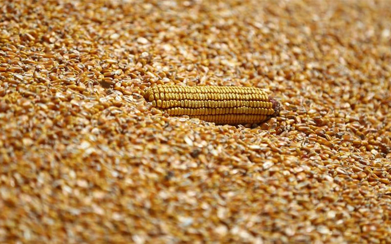 TMO’nun mısır alım fiyatı açıklandı