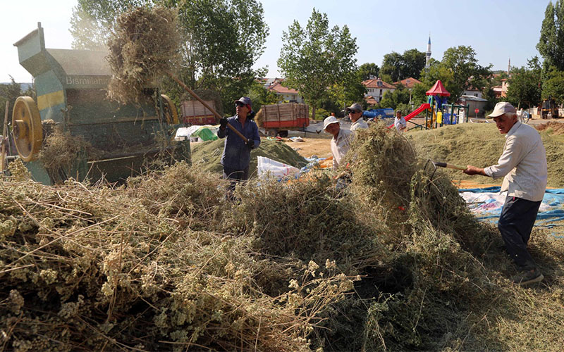 Kekik, markette tarla fiyatını 9’a katlıyor