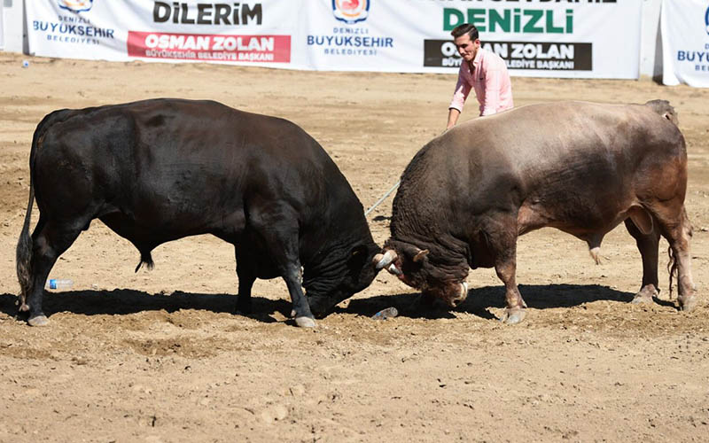 Boğa güreşleri yapıldı