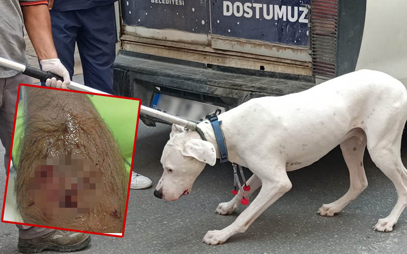 Polise saldırıp kolundan yaralayan köpeğe el konuldu