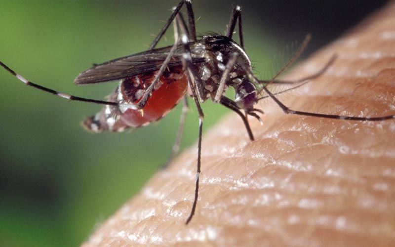 Sağlık Bakanlığından sivrisinekten korunma rehberi