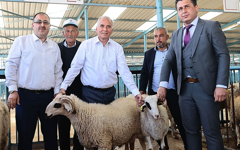 Yetiştiricilere bin damızlık koç ve teke dağıtılacak