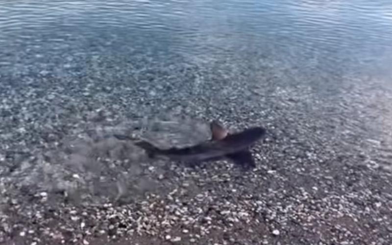 PAÜ Öğretim Görevlisi Çimçek, vatandaş gazeteciliği yapıp köpek balığını görüntüledi