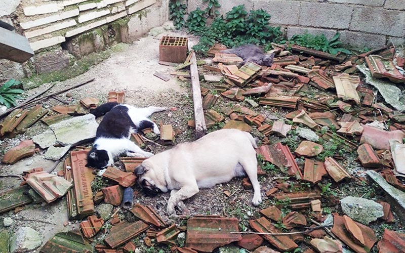 Köpek ve kediler ölü bulundu, zehirlendikleri iddia edildi