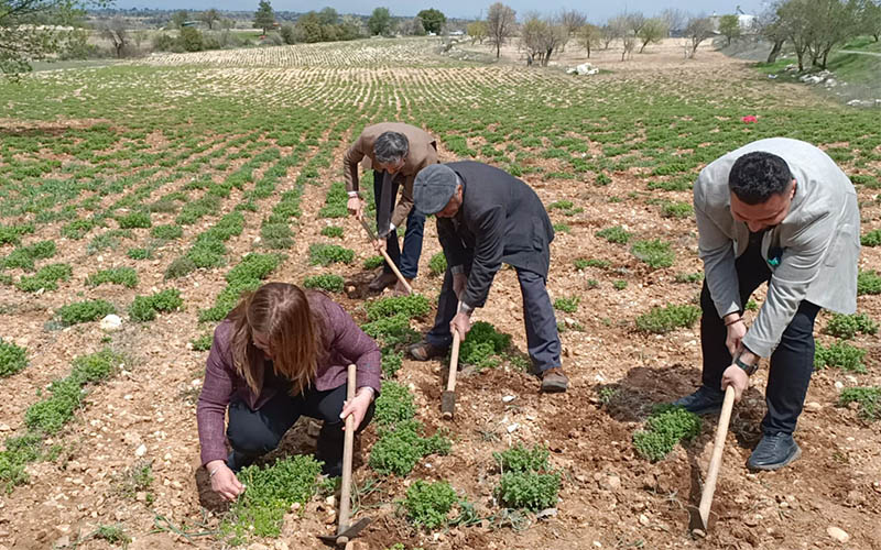 Milletvekili Karaca, tarlada çapa yaptı