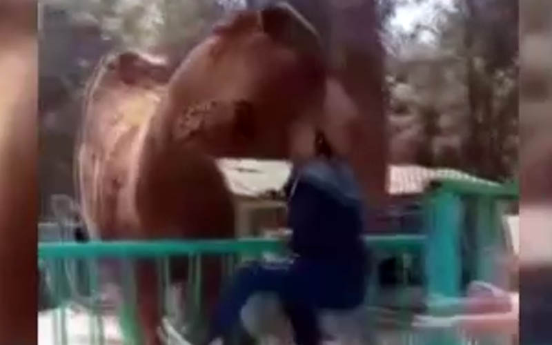 Hayvanat bahçesindeki deve çocuğu boynundan ısırdı