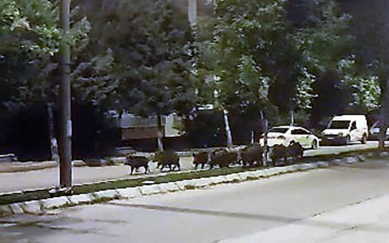 Aç kalan domuzlar yiyecek bulmak için kente indi