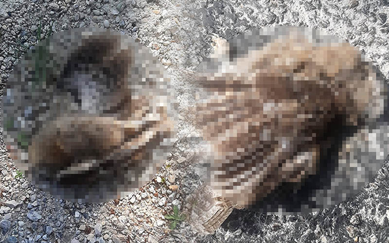 Ayak ve kanatları kesilmiş iki baykuş bulundu