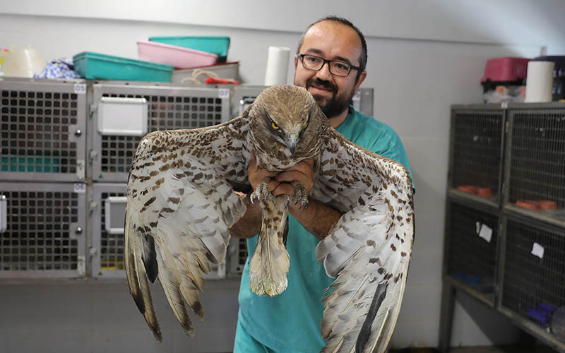 Denizli’de yaralı bulunan 3 kuşa tedavi