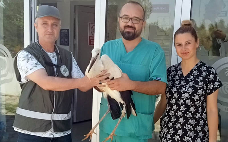 Yaralı bulunan leylek tedavi edildi, doğaya salındı
