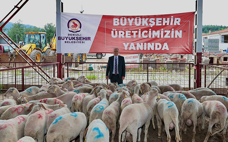 DBB’den yetiştiricilere damızlık koç ve teke dağıtımı