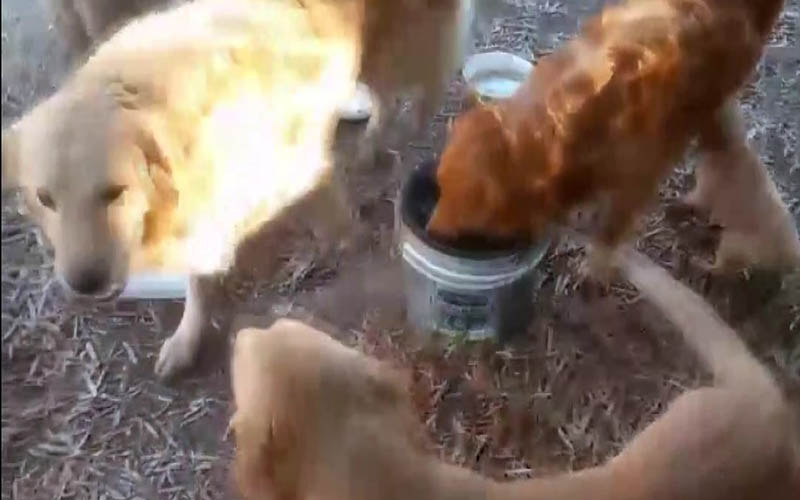 Okulun köpeklerini çaldılar, yakalanacaklarını anlayınca bırakıp kaçtılar
