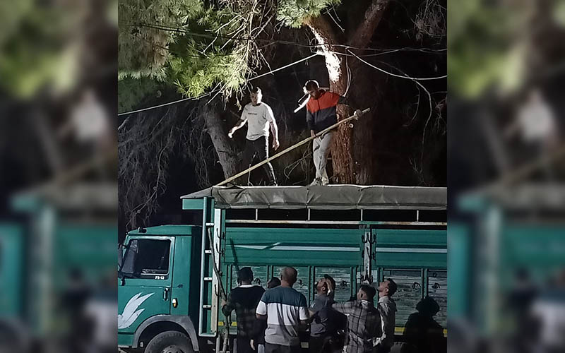 Ağaçta mahsur kaldı, itfaiye ekipleri kurtardı