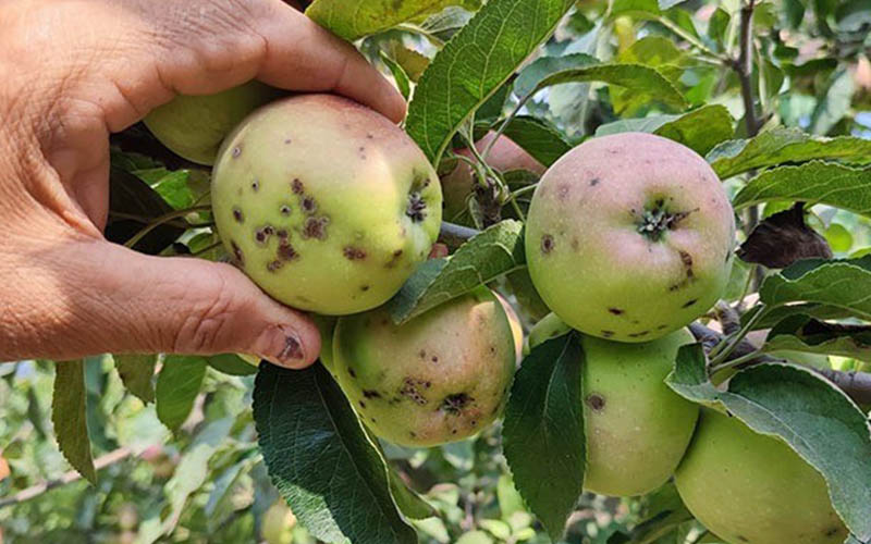 Elma üretiminde kara leke kaliteyi etkiledi