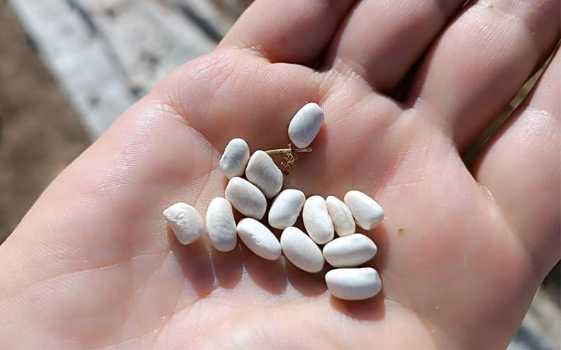 Kuru fasulyenin tarladan sofraya yolculuğu