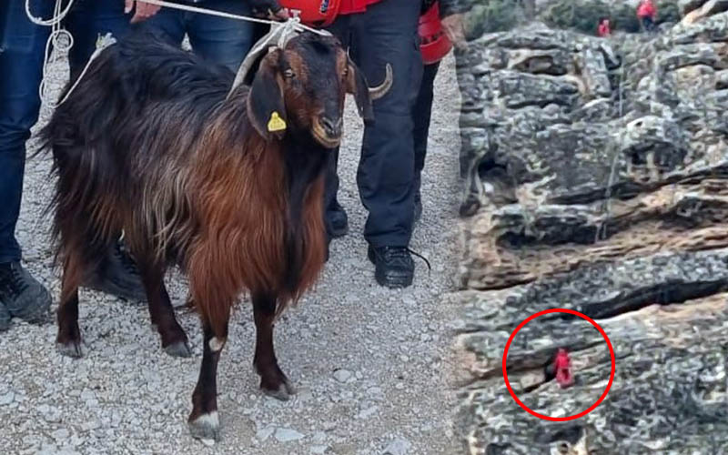 Kayalıklarda mahsur kalan keçi kurtarıldı