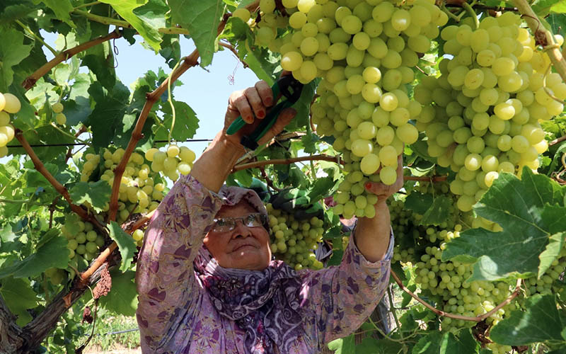 Sultaniye üzümünde iklim değişikliği tehdidi