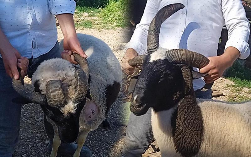 Bu kurbanlıklar boynuzlarıyla dikkati çekiyor