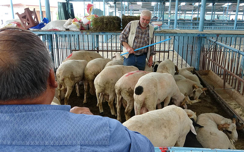 Şap hastalığı nedeniyle kapatılan hayvan pazarı açılıyor