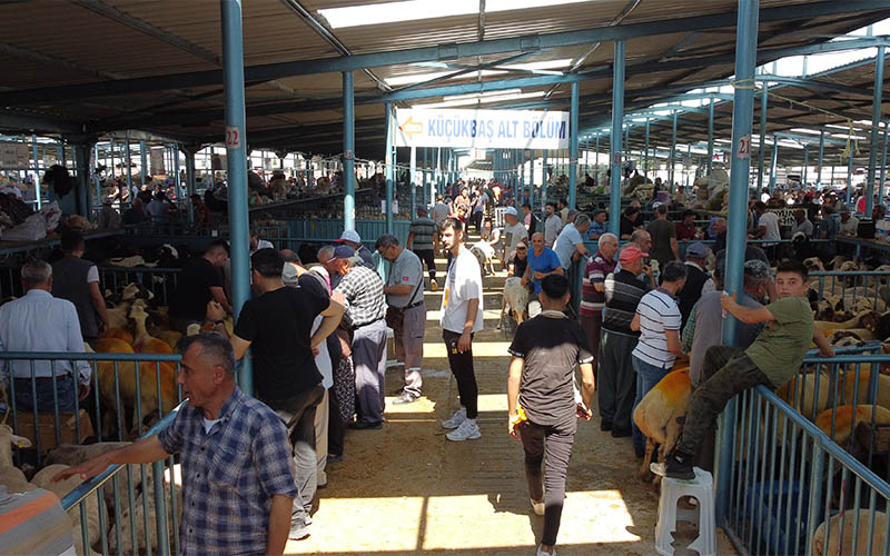Kurban pazarında haraketlilik, ortalama fiyatlar oluştu
