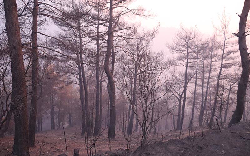 8 orman yangınından 7’si kontrol altına alındı