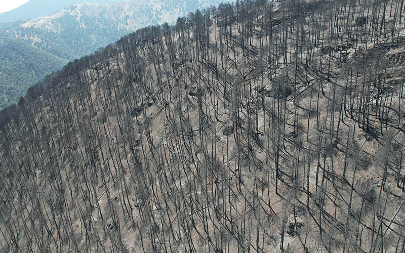 Valilik: Orman yangınlarındaki hasar ve zarar tespitine başlandı