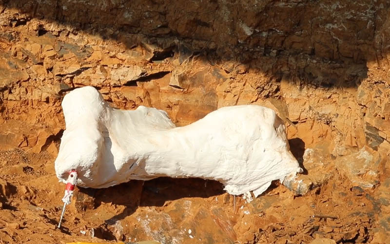 9 milyon yıllık “kılıç dişli” kedi kafatası fosili bulundu