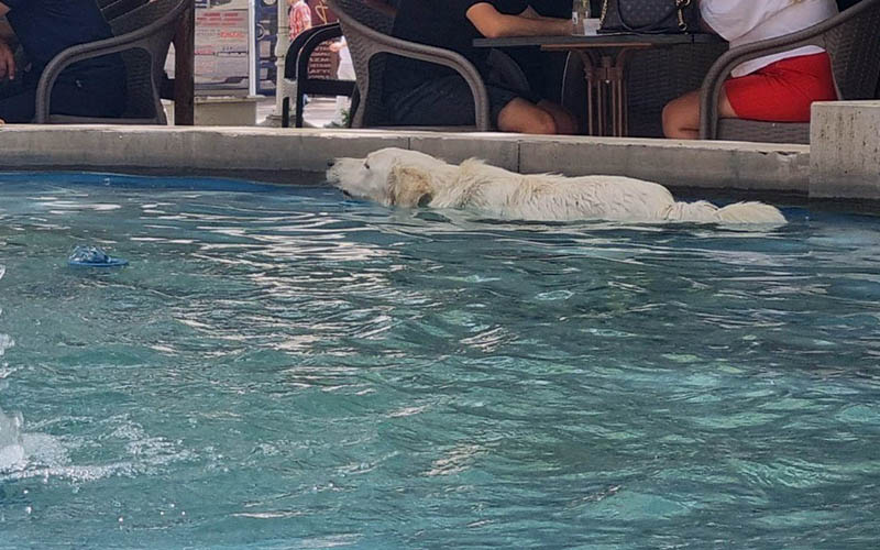 Sıcaktan bunalan köpek süs havuzunda serinledi