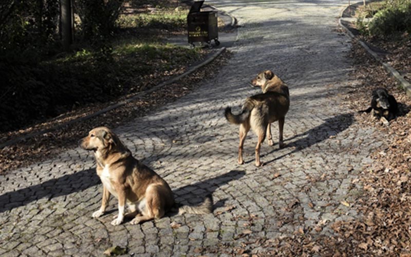 Sahipsiz köpeklere ilişkin rapor Cumhurbaşkanı Erdoğan’a sunuldu
