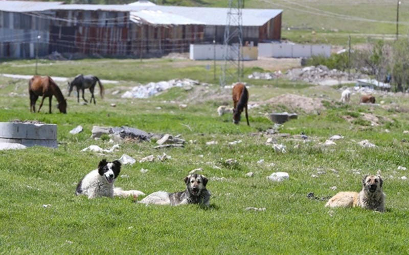 Sokak hayvanlarına ötanazi uygulanacak