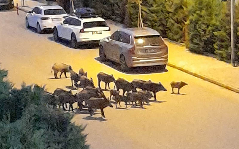Domuzlar sürü halinde geziyor