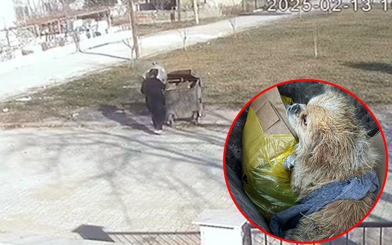 Ayakları bağlı köpek çöp konteynerine atıldı