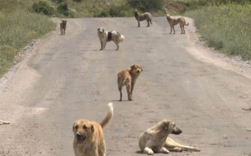 Toplanmayan her köpek için belediyelere 71.965 TL ceza kesilecek