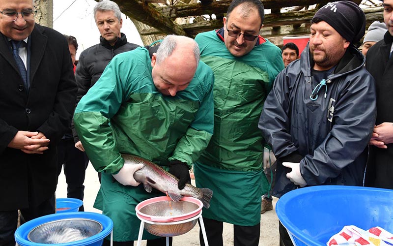 Vali Coşkun, balık yumurtası sağımı yaptı