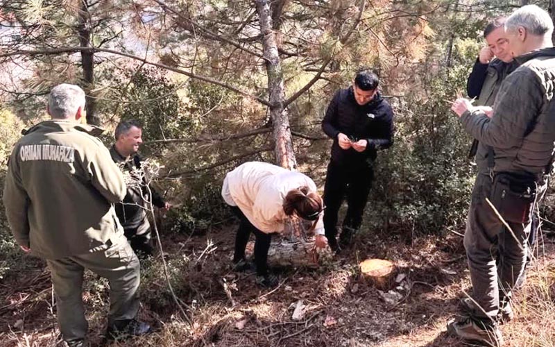 Kuruyan çam ağaçları incelemeye alındı