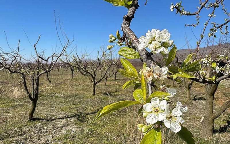 Çiftçilere zirai don uyarısı yapıldı