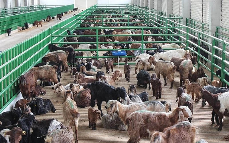 Hayvancılık desteklemelerinde ikinci dönem başvuruları başlıyor