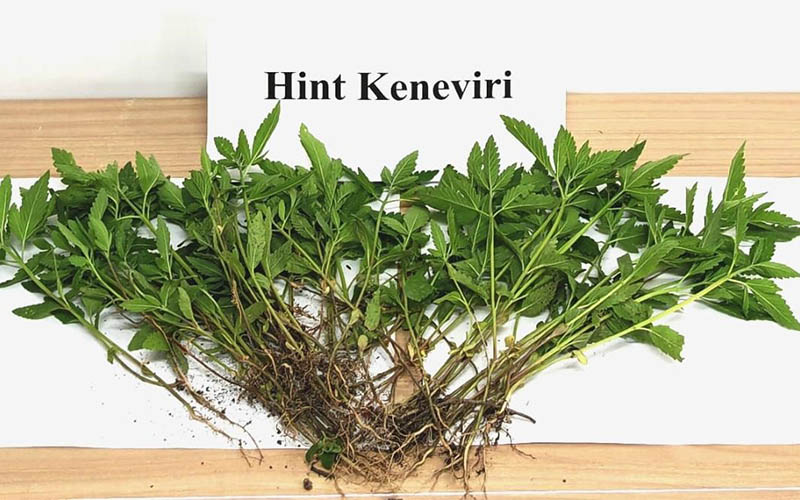 Evin bahçesinde 80 kök hint keneviri ele geçirildi