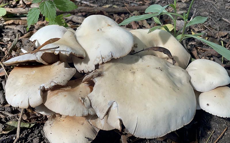 Mantar zehirlenmelerinde bulantı, terleme, kusma gibi belirtilere dikkat