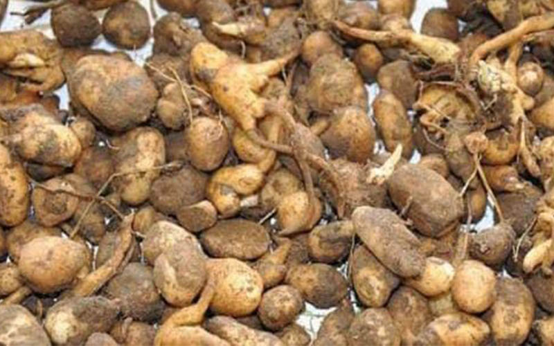 Salep soğanı toplayan kişiye 547 bin TL cezası